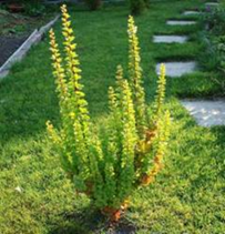            Berberis thunbergii Erecta